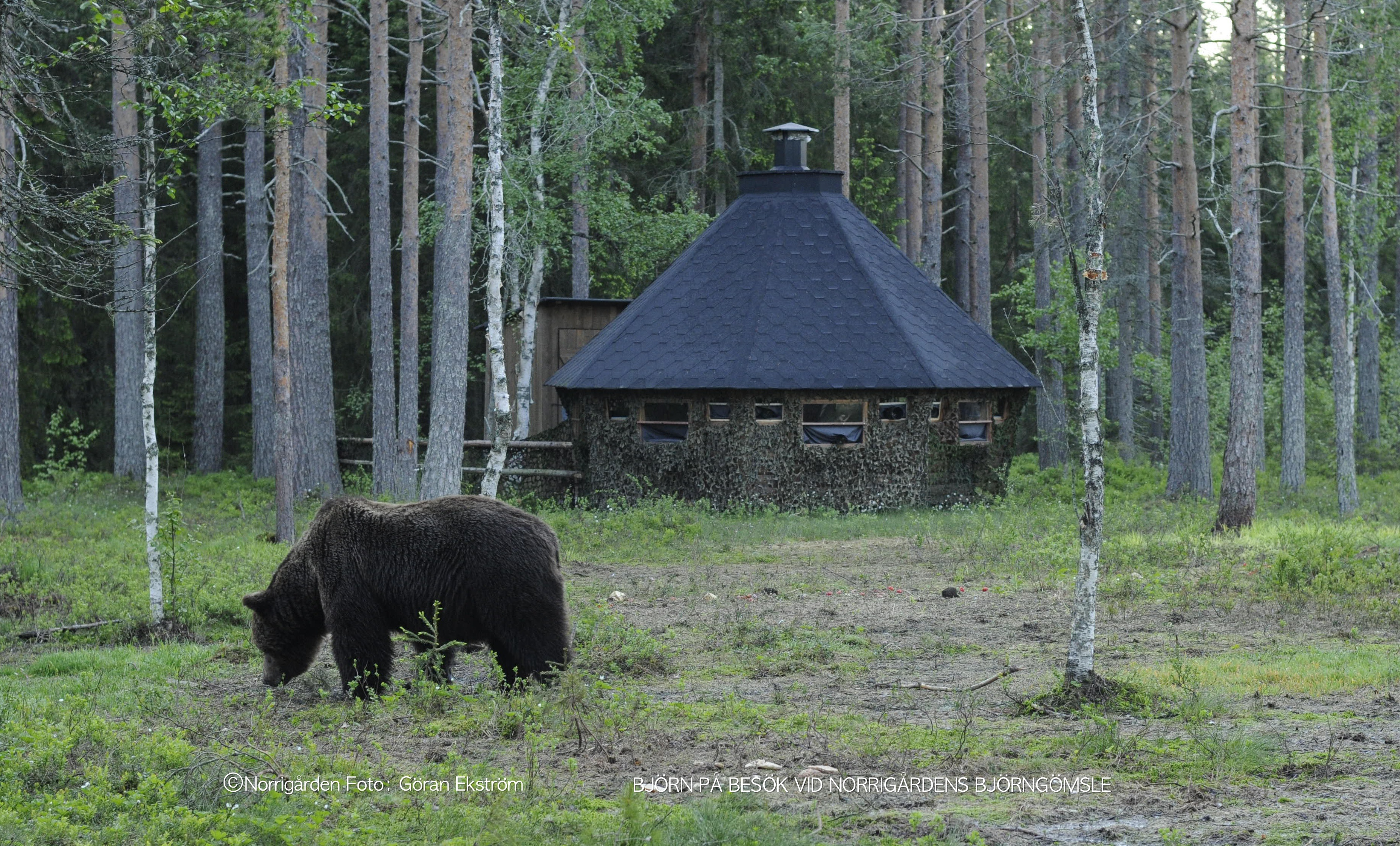 Ett gömsle för att fotografera björnar och andra vilda djur.  -  © Hans Nordin/Norrigården