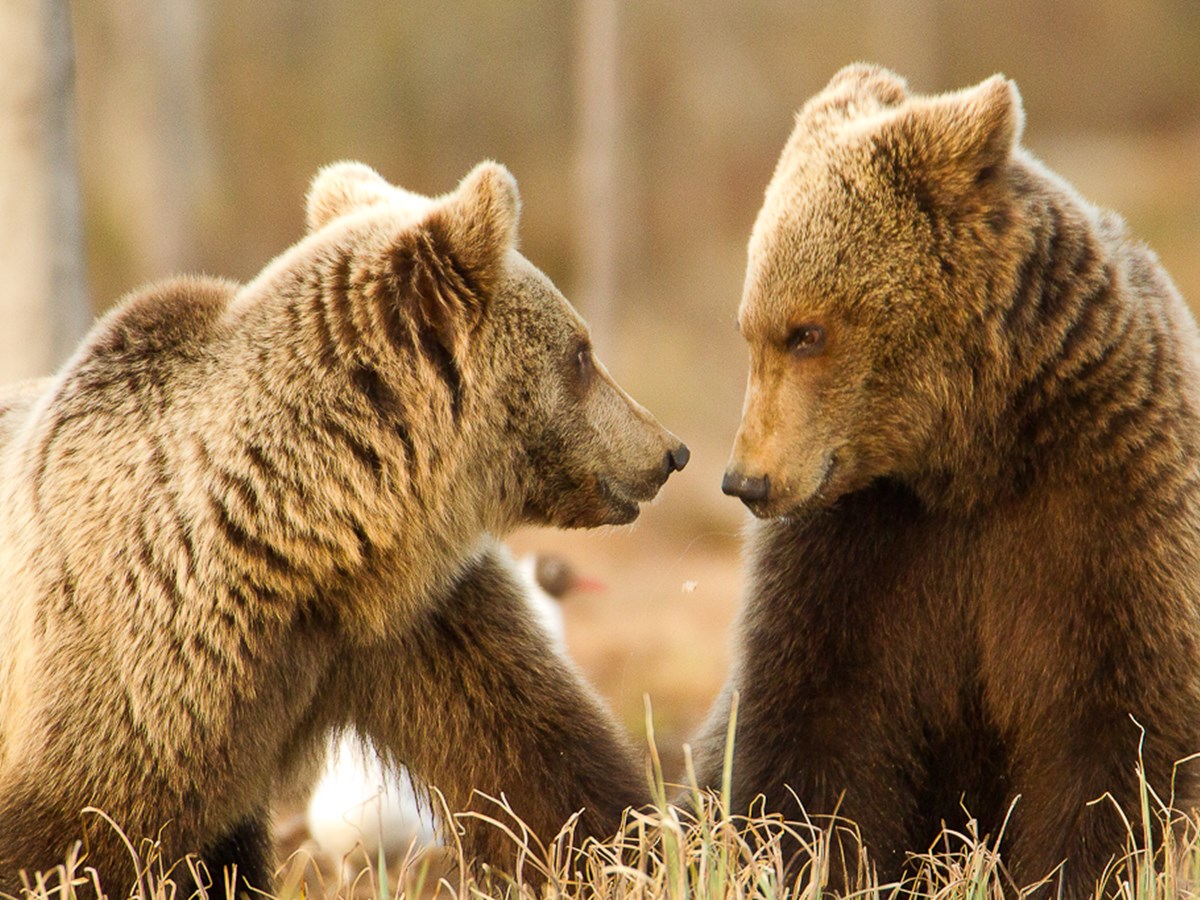 Två björnungar