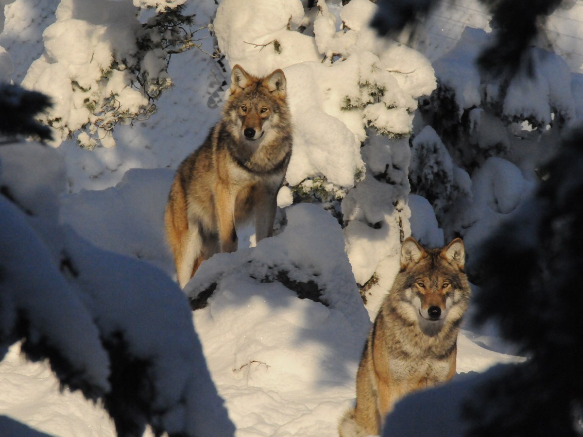 Två vargar i snö -  © Stephan Gäfvert