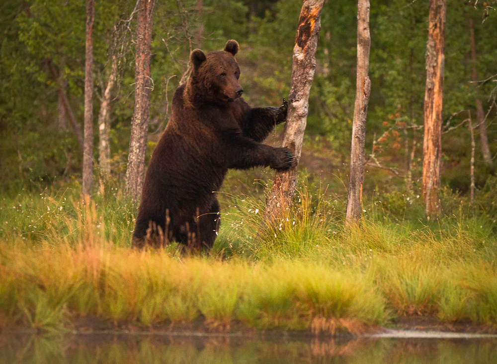 Ibland visar björnar att "här bor jag" genom att göra rivmärken på träd med sina klor. De kan också gnugga sig mot ett träd så att det fastnar hår där.  -  © Thomas Atterdal