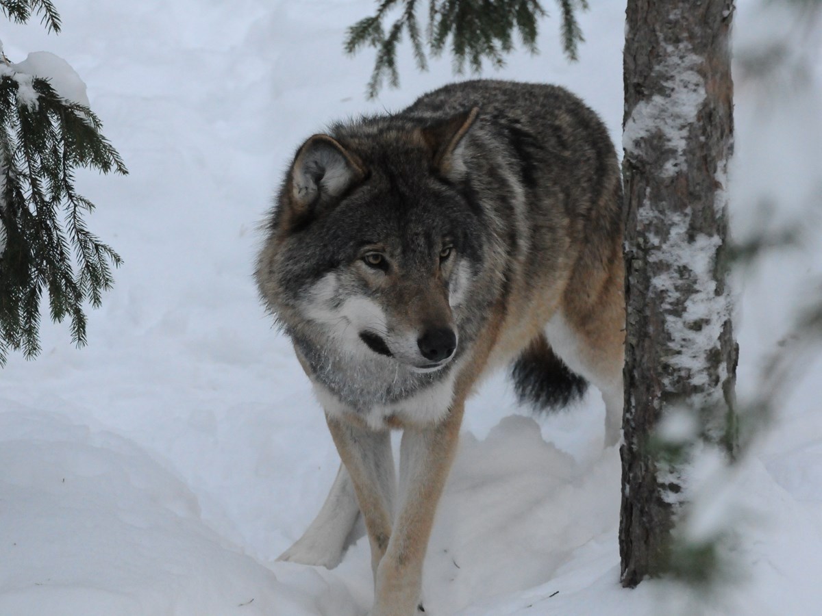Varg vid träd -  © Stephan Gäfvert